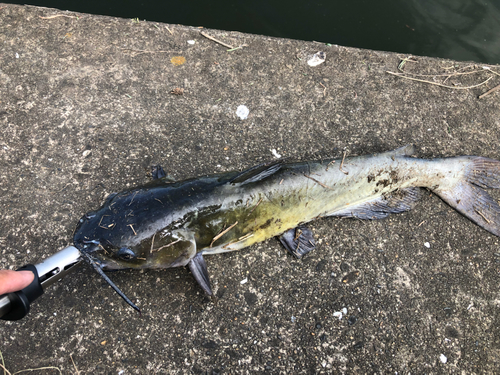 アメリカナマズの釣果