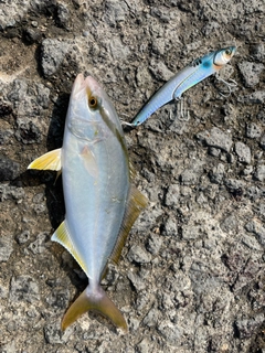 ショゴの釣果