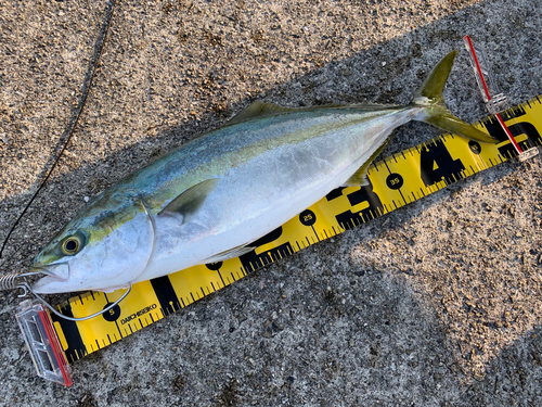 ハマチの釣果