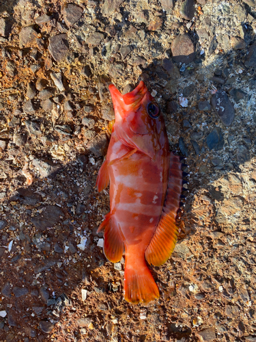 アカハタの釣果