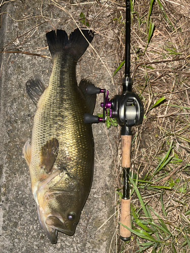 ブラックバスの釣果