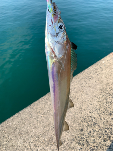 テンジクタチの釣果