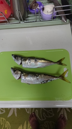 マサバの釣果