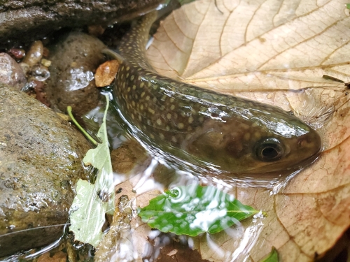 イワナの釣果