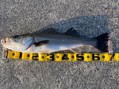 シーバスの釣果