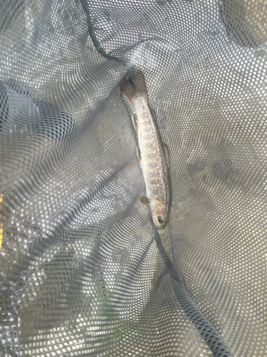 イワナの釣果