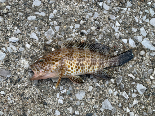 オオモンハタの釣果