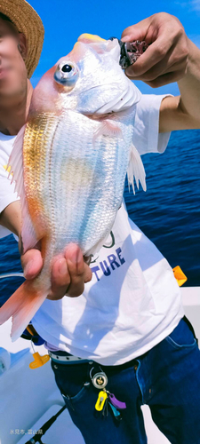 レンコダイの釣果