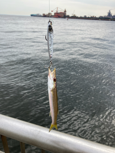 カマスの釣果