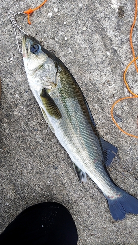 セイゴ（タイリクスズキ）の釣果