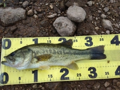 ブラックバスの釣果