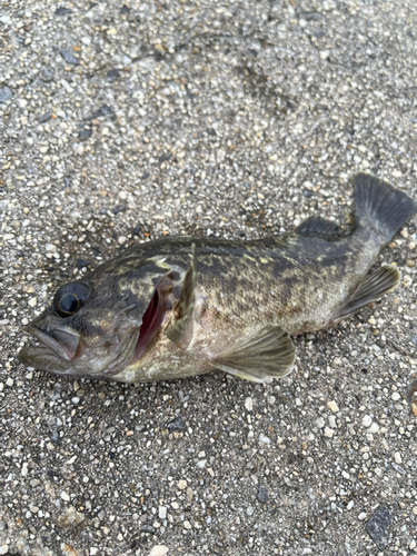 タケノコメバルの釣果