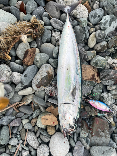 カツオの釣果