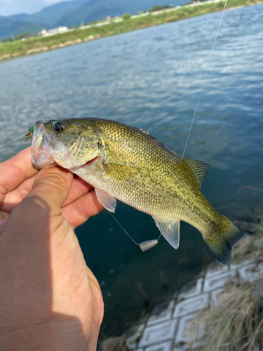 ラージマウスバスの釣果