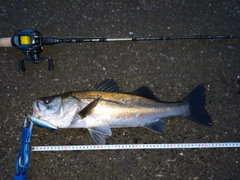 フッコ（マルスズキ）の釣果