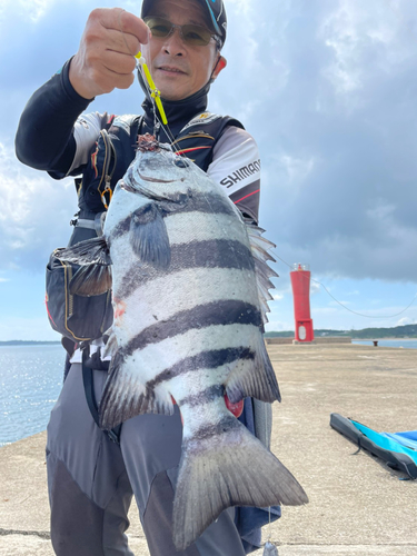 イシダイの釣果