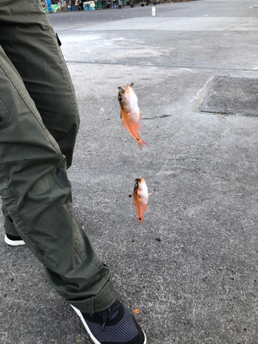 ネンブツダイの釣果