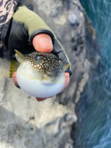 クサフグの釣果