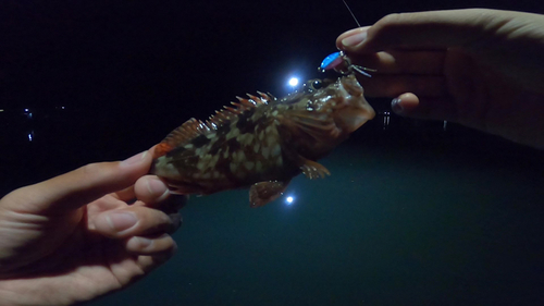 カサゴの釣果