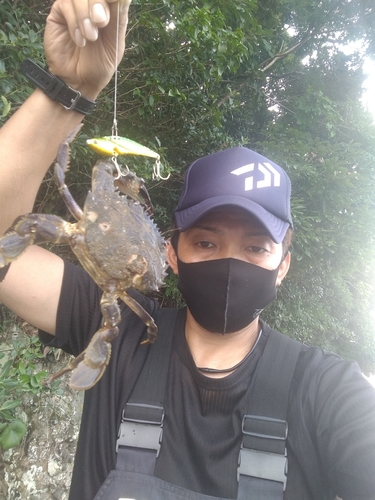 カニの釣果