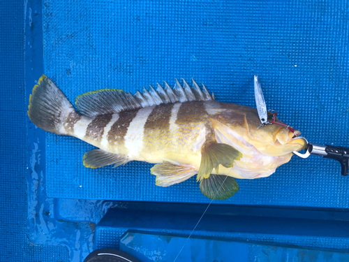 アオハタの釣果