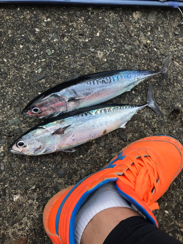 ソウダガツオの釣果