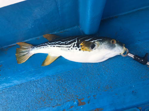 シマフグの釣果