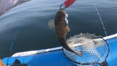 マゴチの釣果