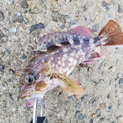 カサゴの釣果