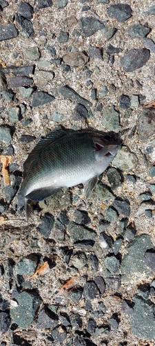 クロの釣果