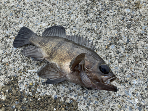 クロメバルの釣果