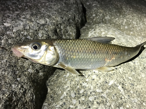 ニゴイの釣果