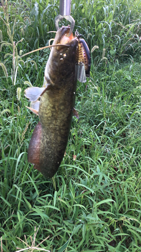 ニホンナマズの釣果