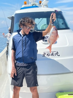 マダイの釣果