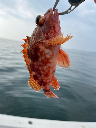 ウッカリカサゴの釣果