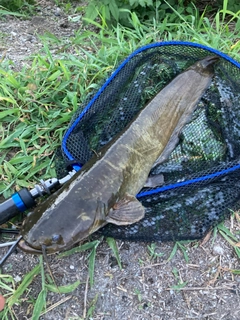 ナマズの釣果