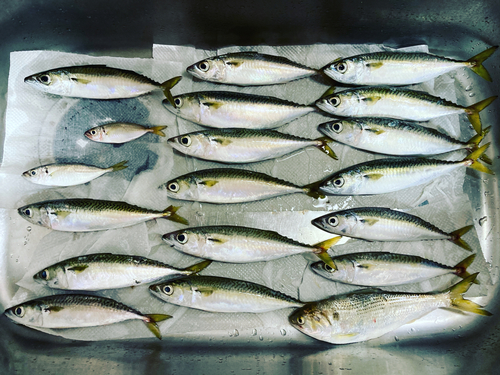 サバの釣果