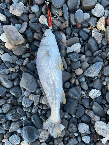 ニベの釣果