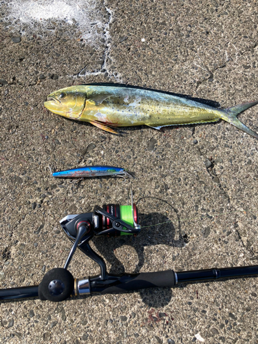 シイラの釣果