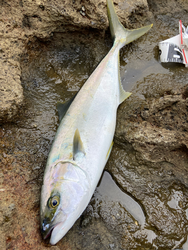 ヒラマサの釣果