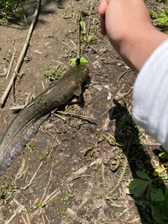 ナマズの釣果