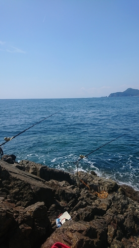 イシガキダイの釣果