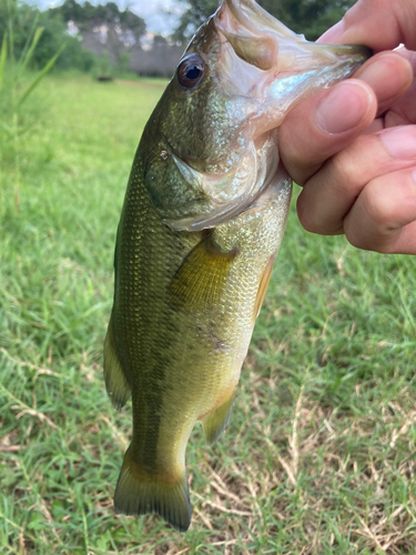 ラージマウスバスの釣果