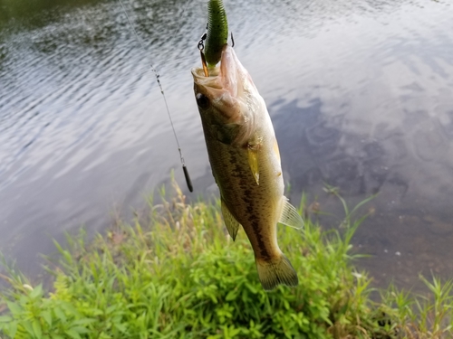 ラージマウスバスの釣果