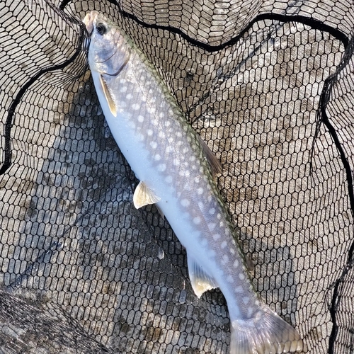 アメマスの釣果