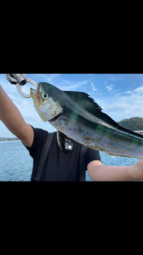 シイラの釣果