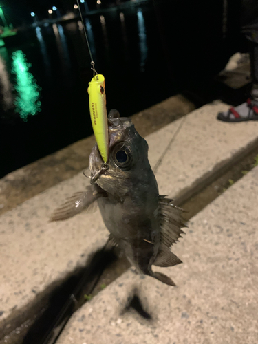 メバルの釣果