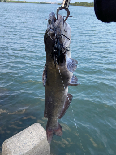 ナマズの釣果