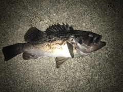 クロソイの釣果