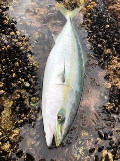 イナダの釣果